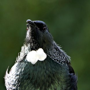 Tui-vogel-Nieuw-Zeeland.jpg
