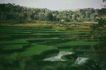 SUMBAricefields-umbu-tokung-GA1SuREonwU-unsplash.jpg